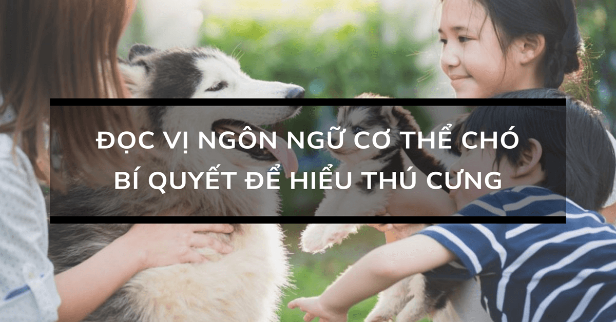 Đọc vị ngôn ngữ cơ thể chó: Bí quyết để hiểu thú cưng