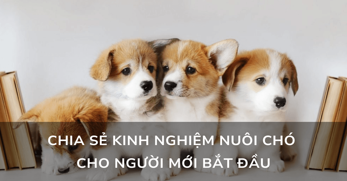 Chia sẻ kinh nghiệm nuôi chó cho người mới bắt đầu
