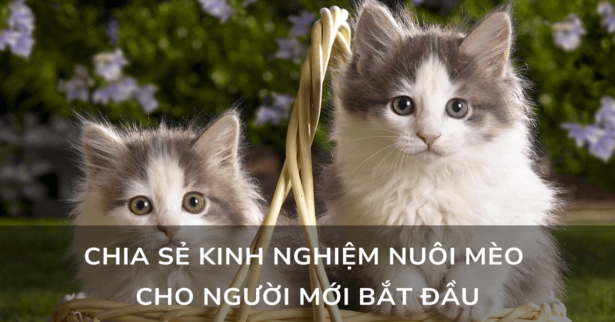Chia sẻ kinh nghiệm nuôi mèo cho người mới bắt đầu